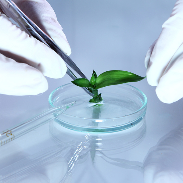 植物学实验室